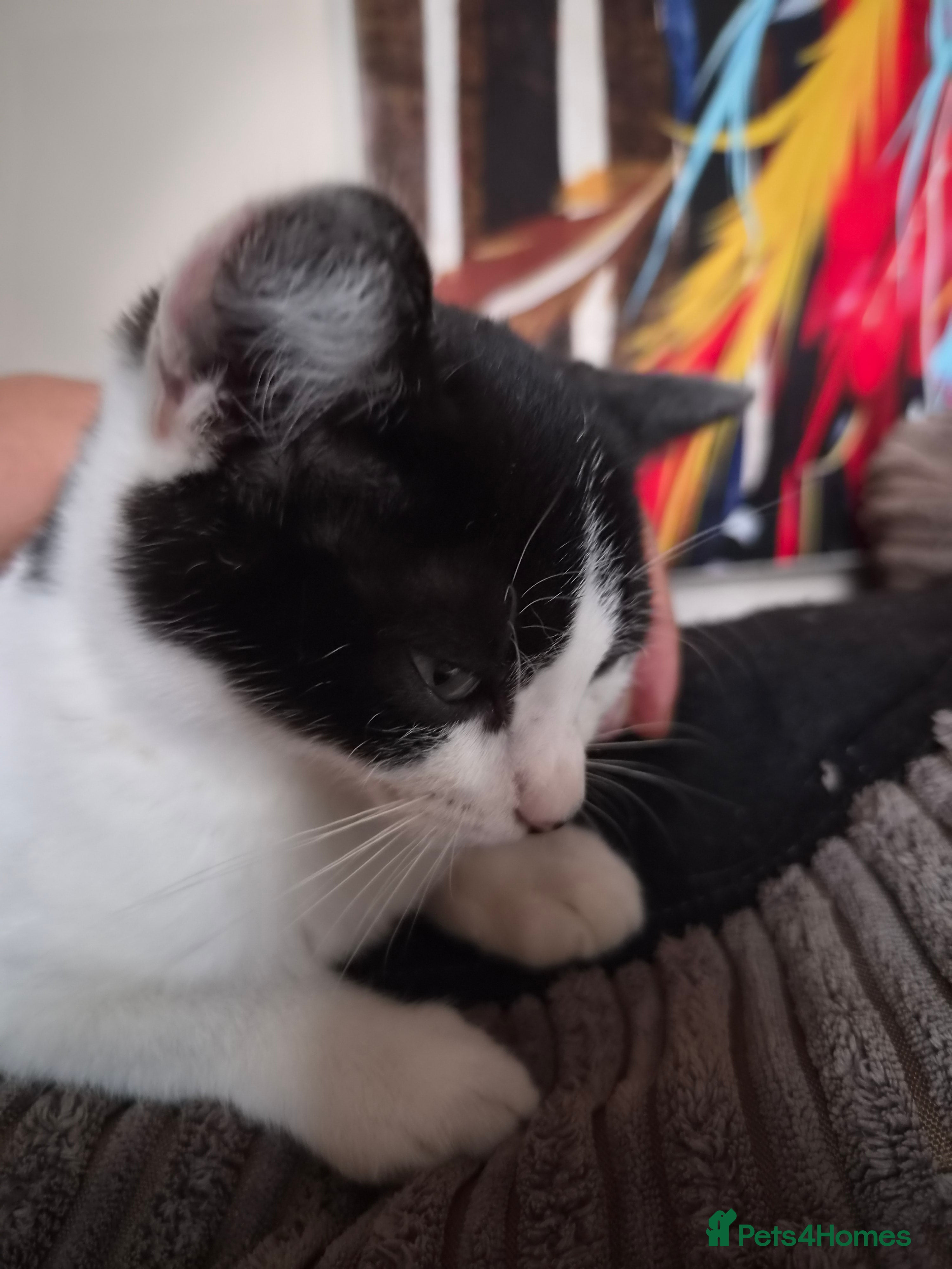 Mixed Breed cats Half pedigree bambino sphynx half bombay black ! - Advert 2