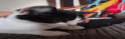 Mixed Breed cats for sale: Half pedigree bambino sphynx half bombay black ! - Advert 2