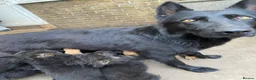 German Shepherd dogs for sale: German Shepherd Puppies KC registered Pedigree - Advert 1