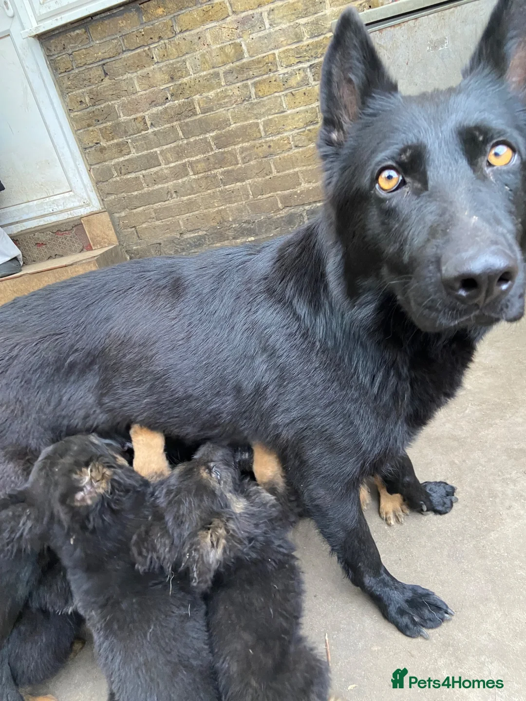 German Shepherd dogs for sale: German Shepherd Puppies KC registered Pedigree - Advert 1