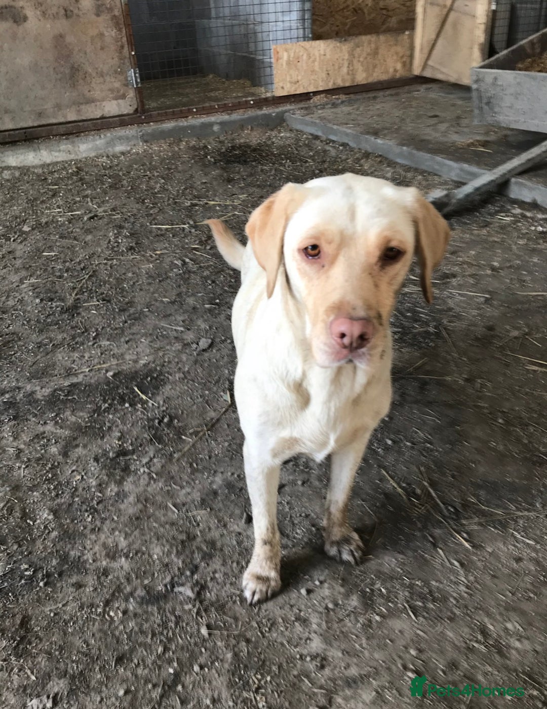 Labrador Retriever dogs for sale: 🌟 Fully vaccinated Chunky pedigree Labradors 🌟  - Advert 11