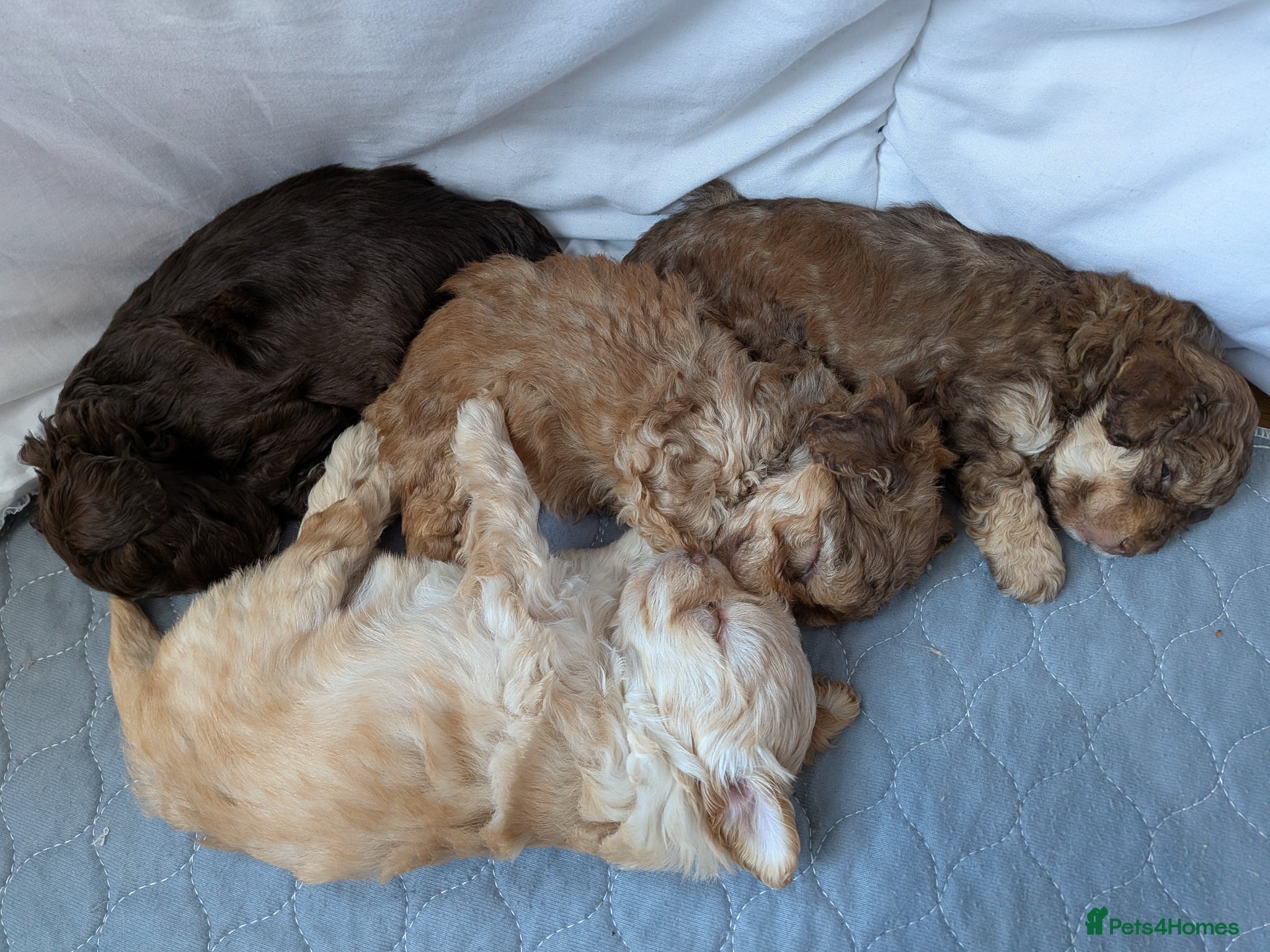Maltipoo dogs 4 female Maltipoo pups for sale - Advert 2