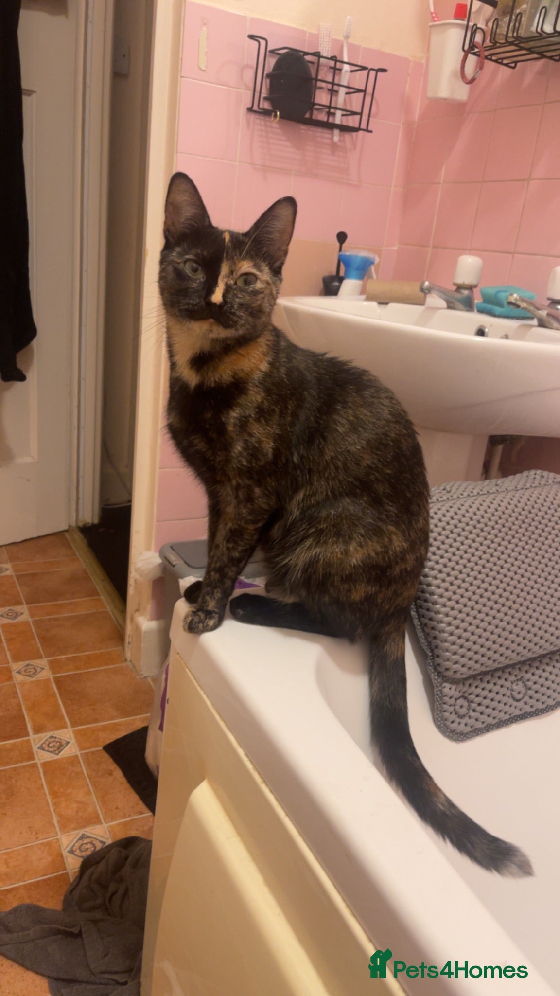 Mixed Breed cats Female kittens for sale  - Advert 1