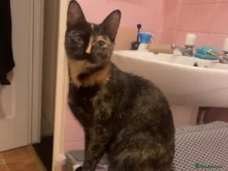 Mixed Breed cats Female kittens for sale - Advert 18