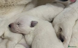 White Swiss Shepherd dogs for sale: White Swiss Shepherd Puppies - Image 7