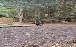 Mixed Breed dogs for sale: Lab-Staffy cross 8 months - Image 26