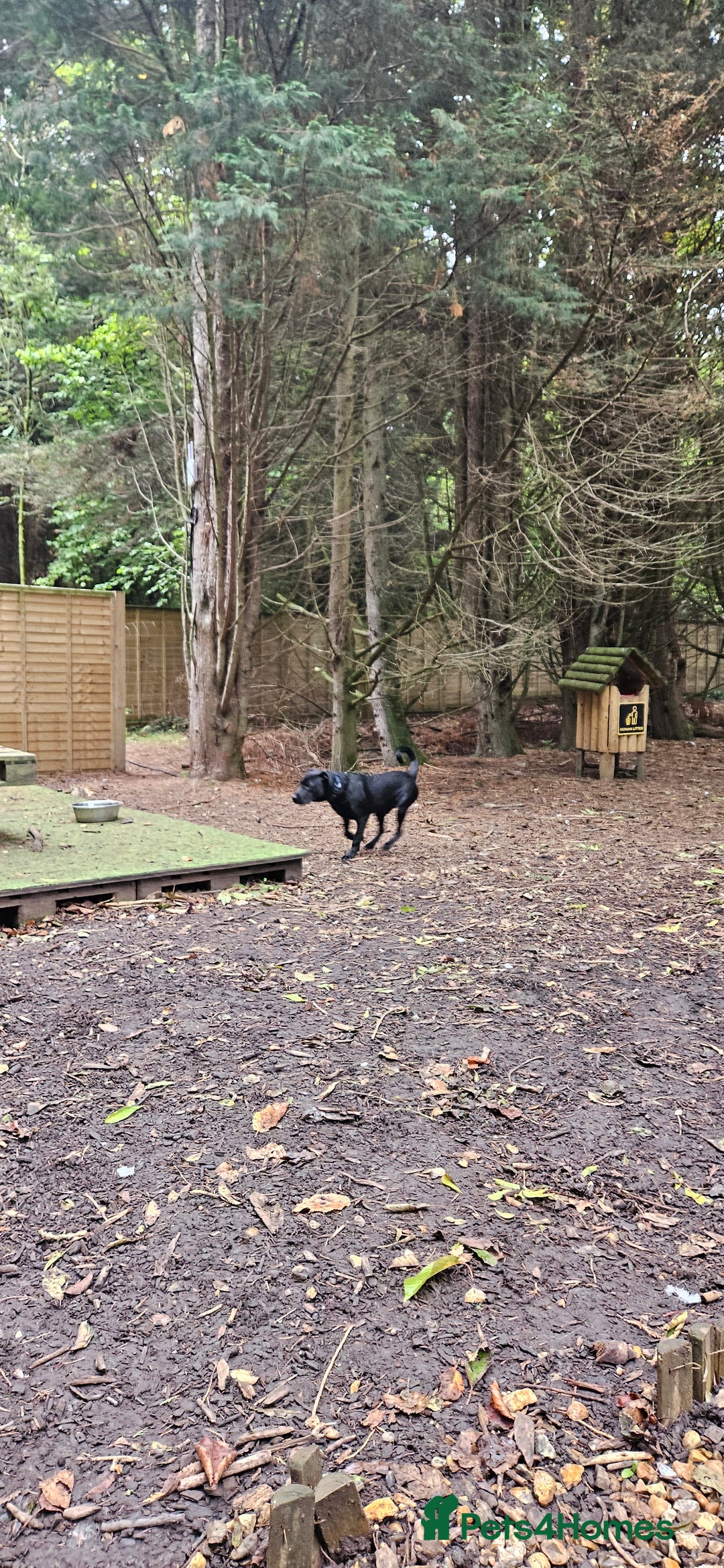 Mixed Breed dogs for sale: Lab-Staffy cross 8 months - Image 26