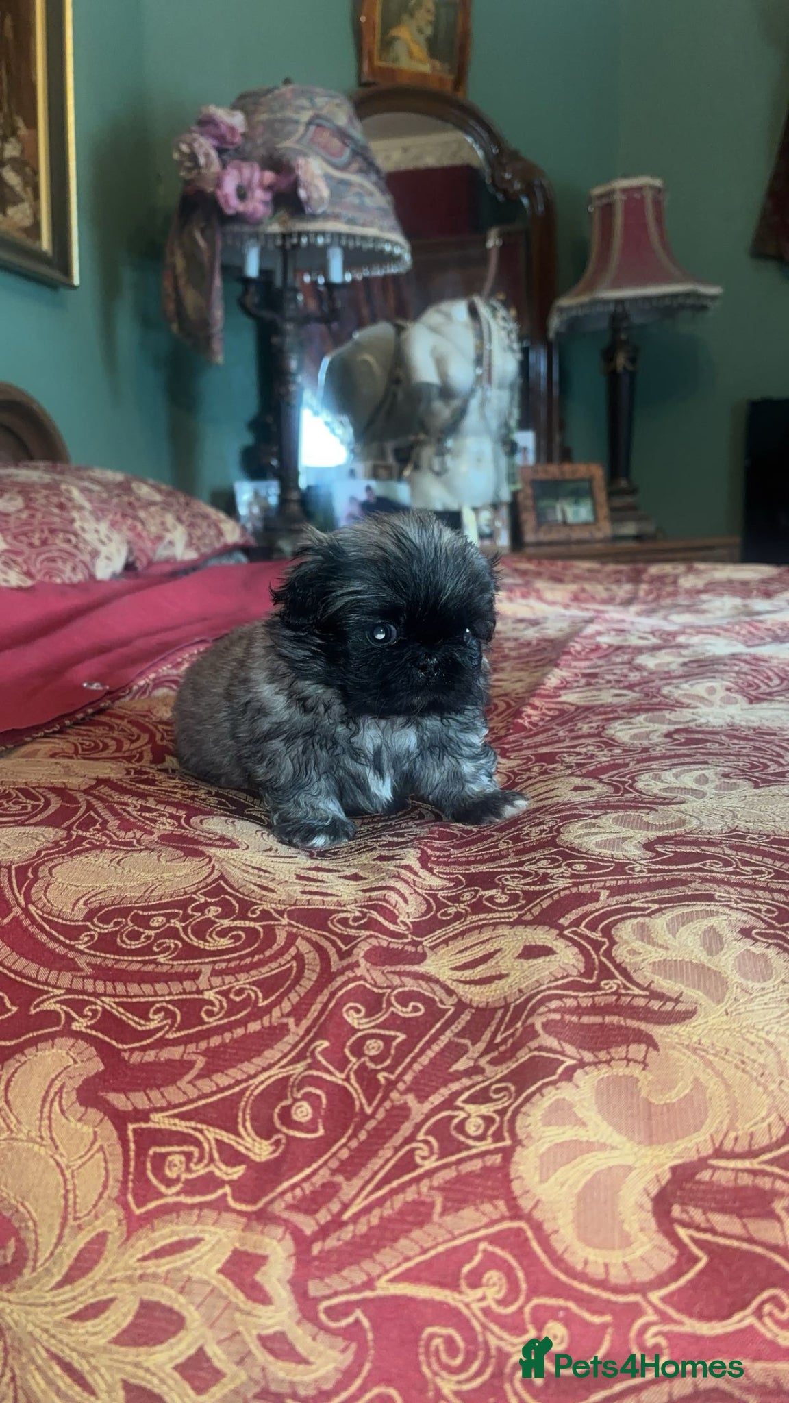 Pekingese dogs Stunning high quality Pekingese puppies KC REG  - Advert 1