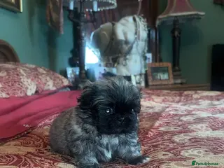 Pekingese dogs Stunning high quality Pekingese puppies KC REG - Advert 1