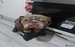 English Bulldog dogs for sale: KC ENGLISH BULLDOG BITCH - Image 4
