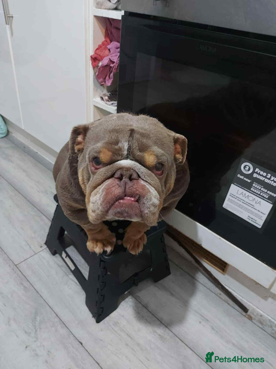 English Bulldog dogs for sale: KC ENGLISH BULLDOG BITCH - Image 4
