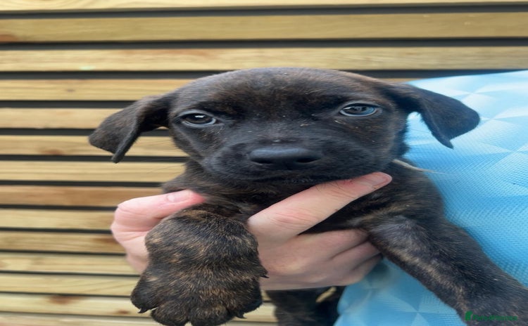 Mixed Breed dogs - Advert 10