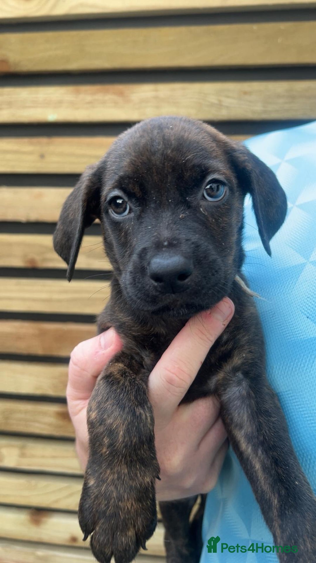 Mixed Breed dogs for sale: cane corso x doberman pups - Image 1
