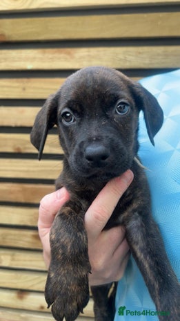Mixed Breed dogs - Advert 7
