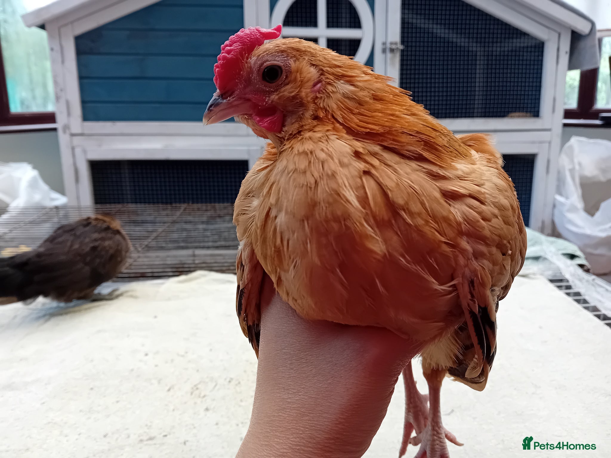 Chickens poultry Serama & D’Anver Cross Breeding Trio - Advert 2