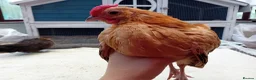 Chickens poultry for sale: Bearded Serama Trio for Loving Home - Advert 2