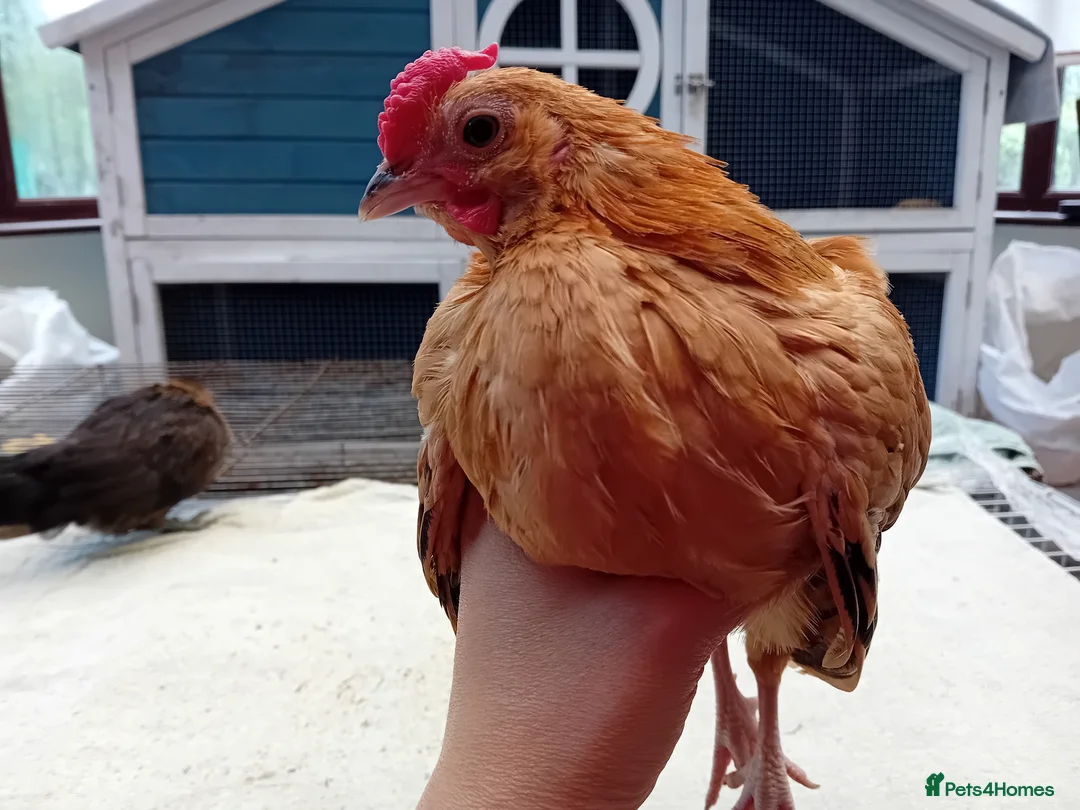 Chickens poultry for sale: Bearded Serama Trio for Loving Home - Advert 2