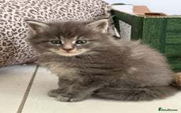Maine Coon cats for sale: Stunning Mainecoon Kittens - Image 16
