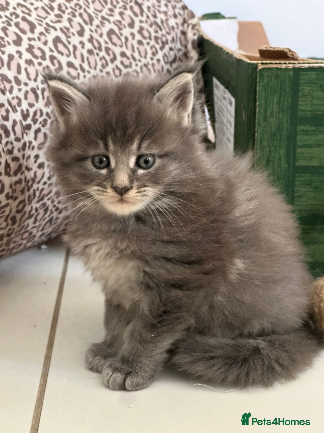 Maine Coon cats for sale: Stunning Mainecoon Kittens - Image 16