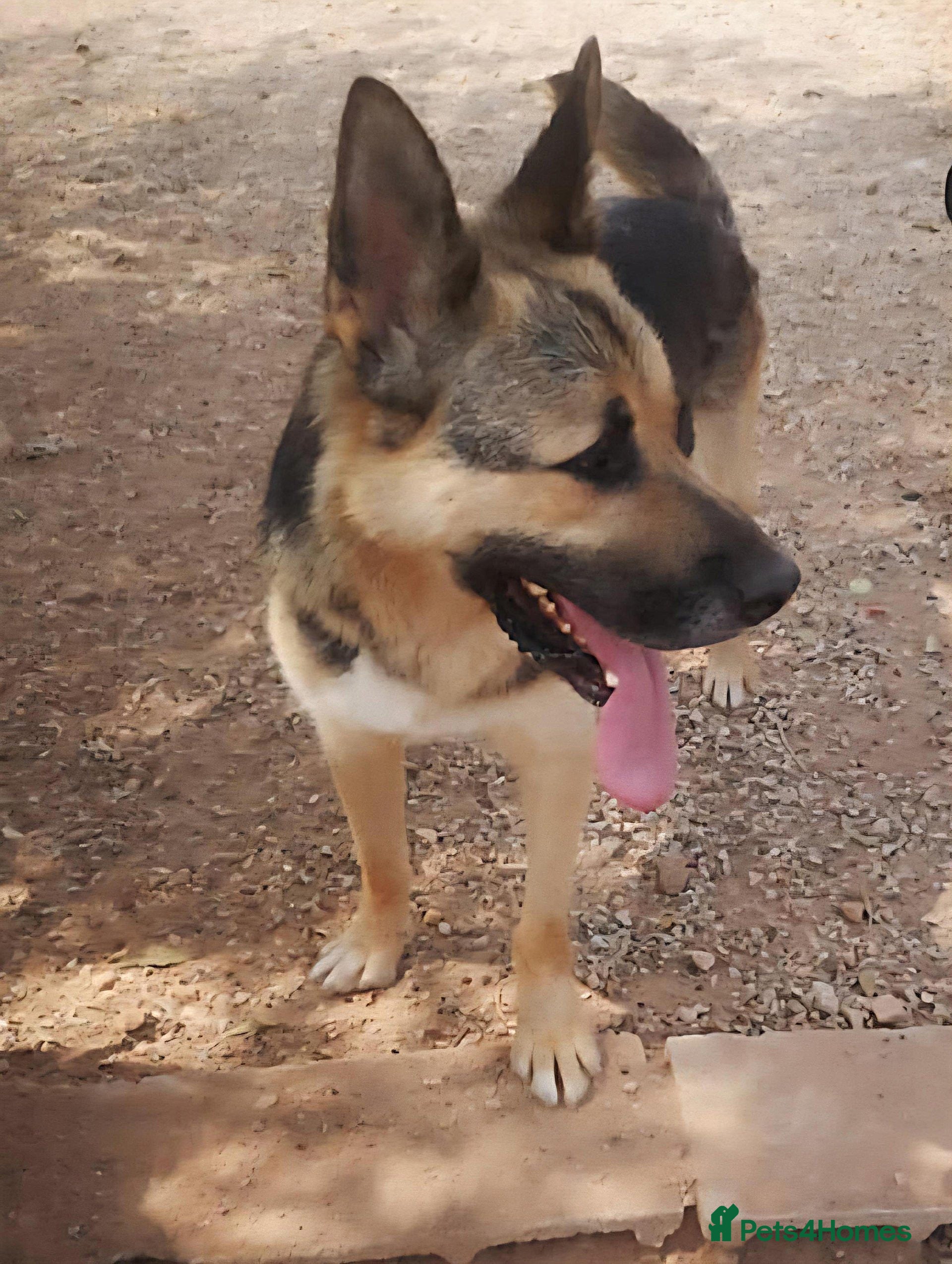 German Shepherd dogs Friendly FELIX Reduced fee to £95  - Advert 1