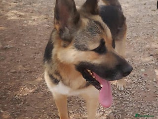 German Shepherd dogs Friendly FELIX Reduced fee to £95 - Advert 1