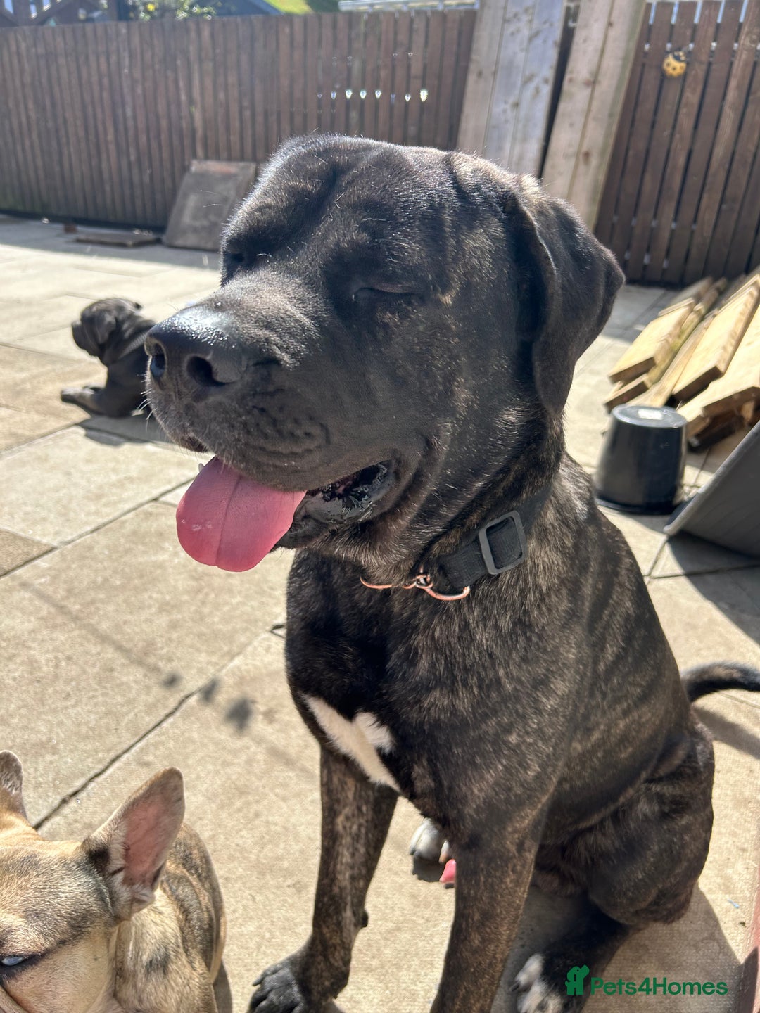 Mixed Breed dogs for sale: Shadow  - Image 8
