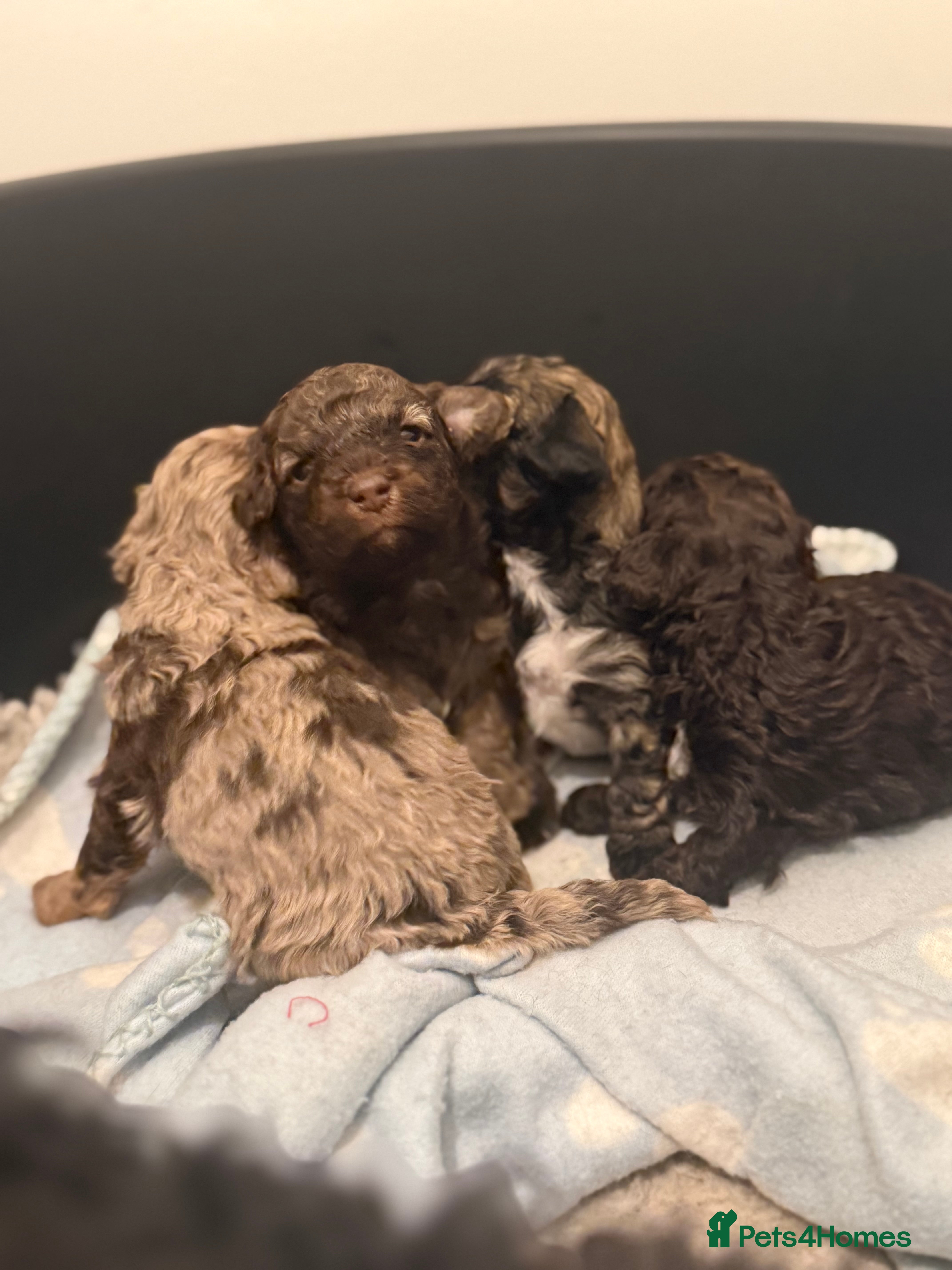 Poochon dogs ‼️ONLY SABLE BOY LEFT  ‼️  - Advert 1