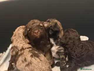 Poochon dogs ‼️ONLY SABLE BOY LEFT ‼️ - Advert 1