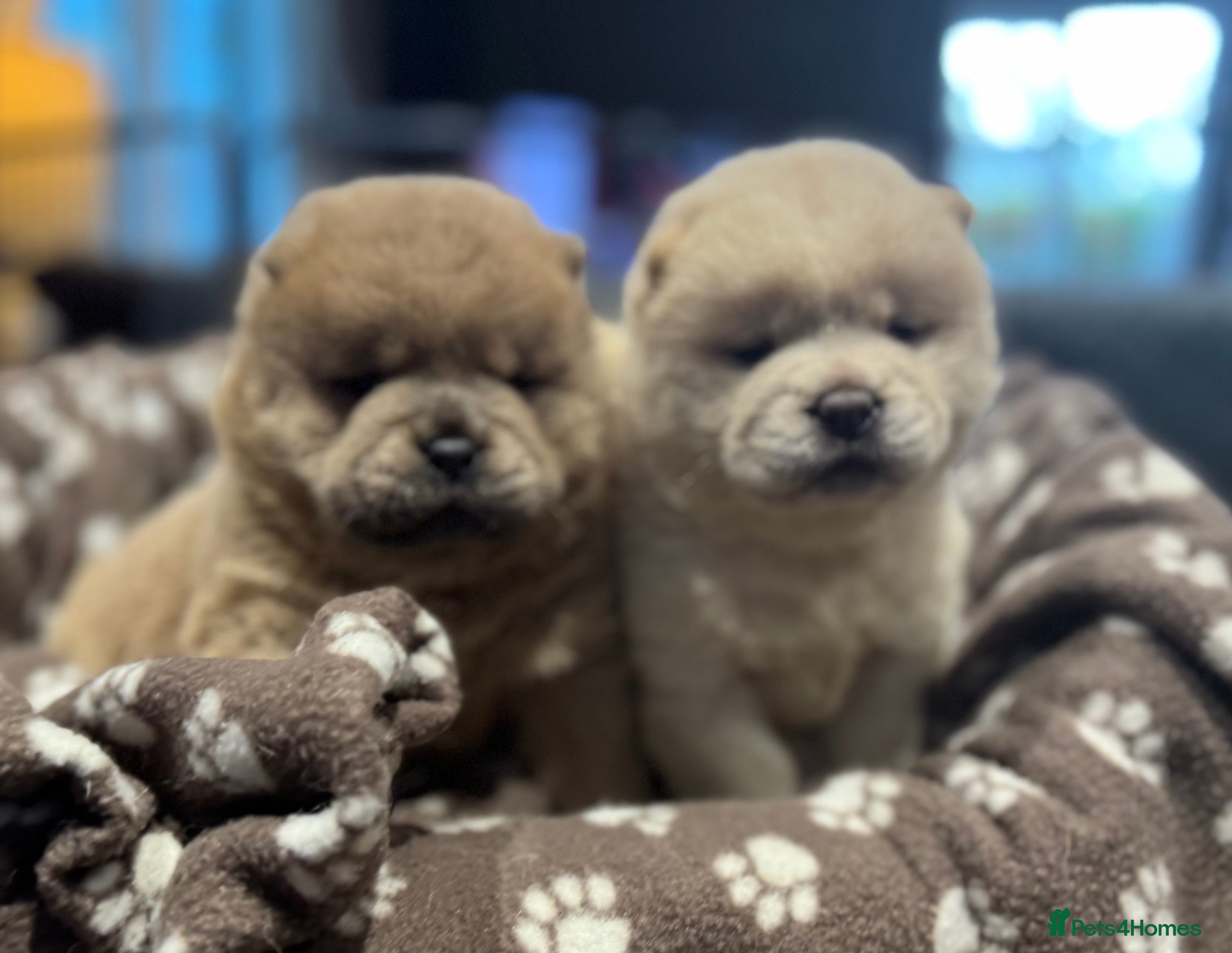 Chow Chow dogs Stunning smooth chows  - Advert 1