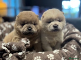 Chow Chow dogs Stunning smooth chows - Advert 1