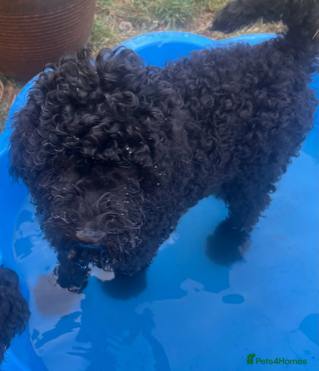 Standard Poodle dogs for sale: Standard poodle pups for sale  in Basildon - Advert 2