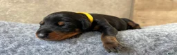 Dobermann dogs for sale: Outstanding Quality Dobermann puppies, KC REG - Advert 14