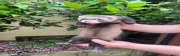 Ferret rodents for sale: 5 semi-angora ferret hobs for sale  in Cardiff - Advert 3