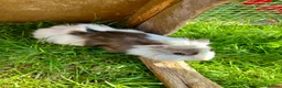 Guinea Pig rodents for sale: Guinea pig babies . Mixed breeds  - Advert 14