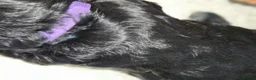 Cocker Spaniel dogs for sale: BEAUTIFUL COCKER SPANIEL PUPS - Advert 2