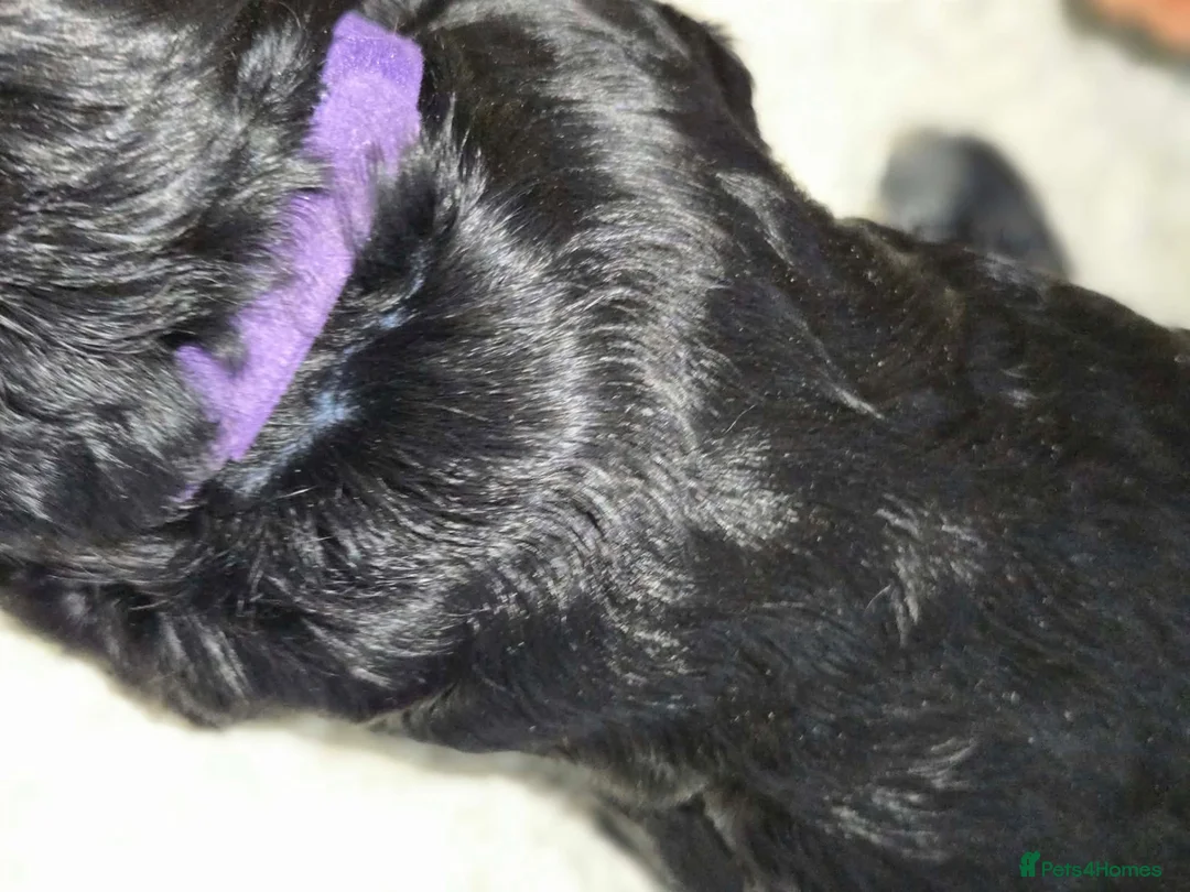Cocker Spaniel dogs for sale: BEAUTIFUL COCKER SPANIEL PUPS - Advert 2