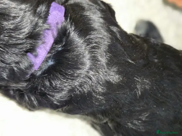 Cocker Spaniel dogs for sale: BEAUTIFUL COCKER SPANIEL PUPS - Advert 2