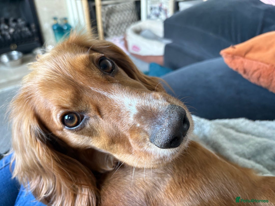 Cocker Spaniel dogs for sale: Minnie, beautiful Cocker Spaniel - Advert 1