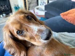 Cocker Spaniel dogs Minnie, beautiful Cocker Spaniel - Advert 15