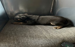 Mixed Breed dogs for sale: Staff plus Staff Jack Puppies  - Advert 4