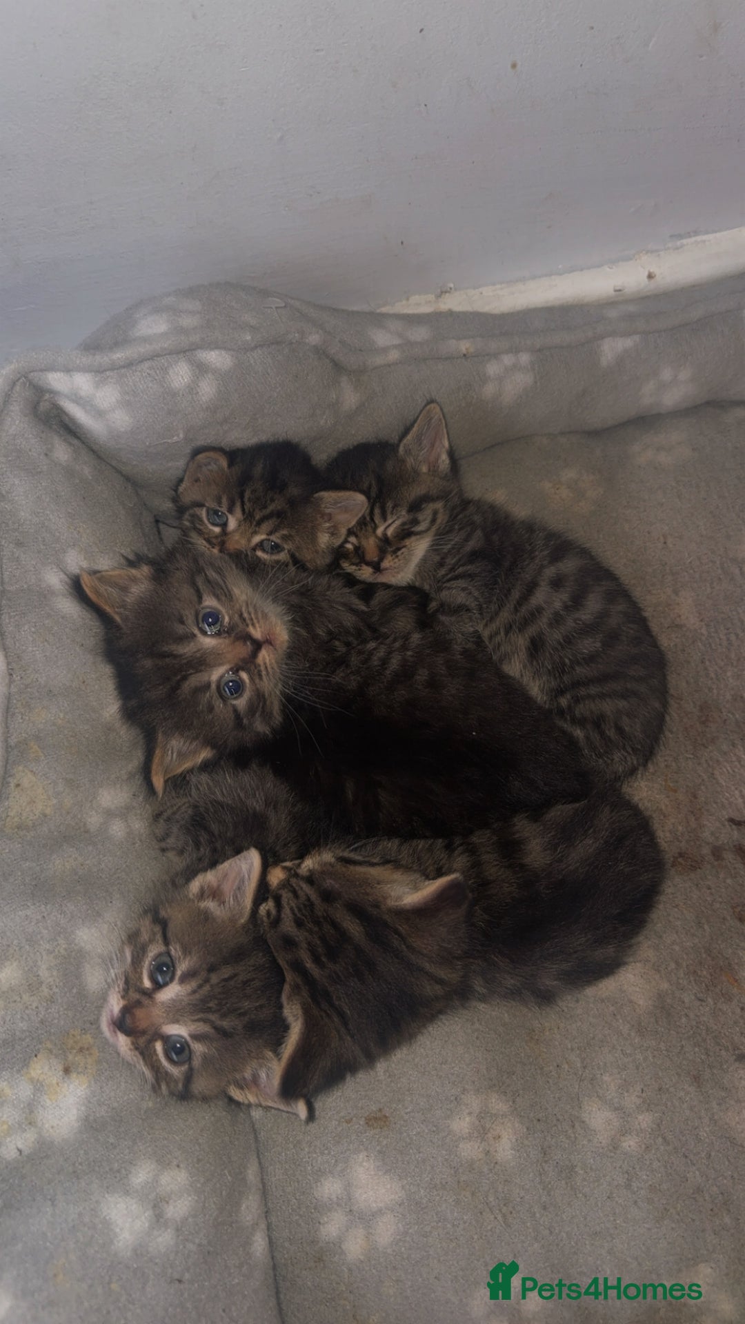 Ragdoll cats for sale: Ragdoll X Tabby  - Advert 3