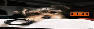 LEO