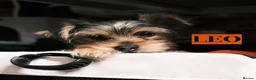Yorkshire Terrier dogs for sale: Pure Yorkshire Terrier Pups - READY NOW 🐾 in London - Advert 8