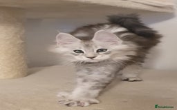 Maine Coon cats for sale: pure maine coon kittens - Image 11