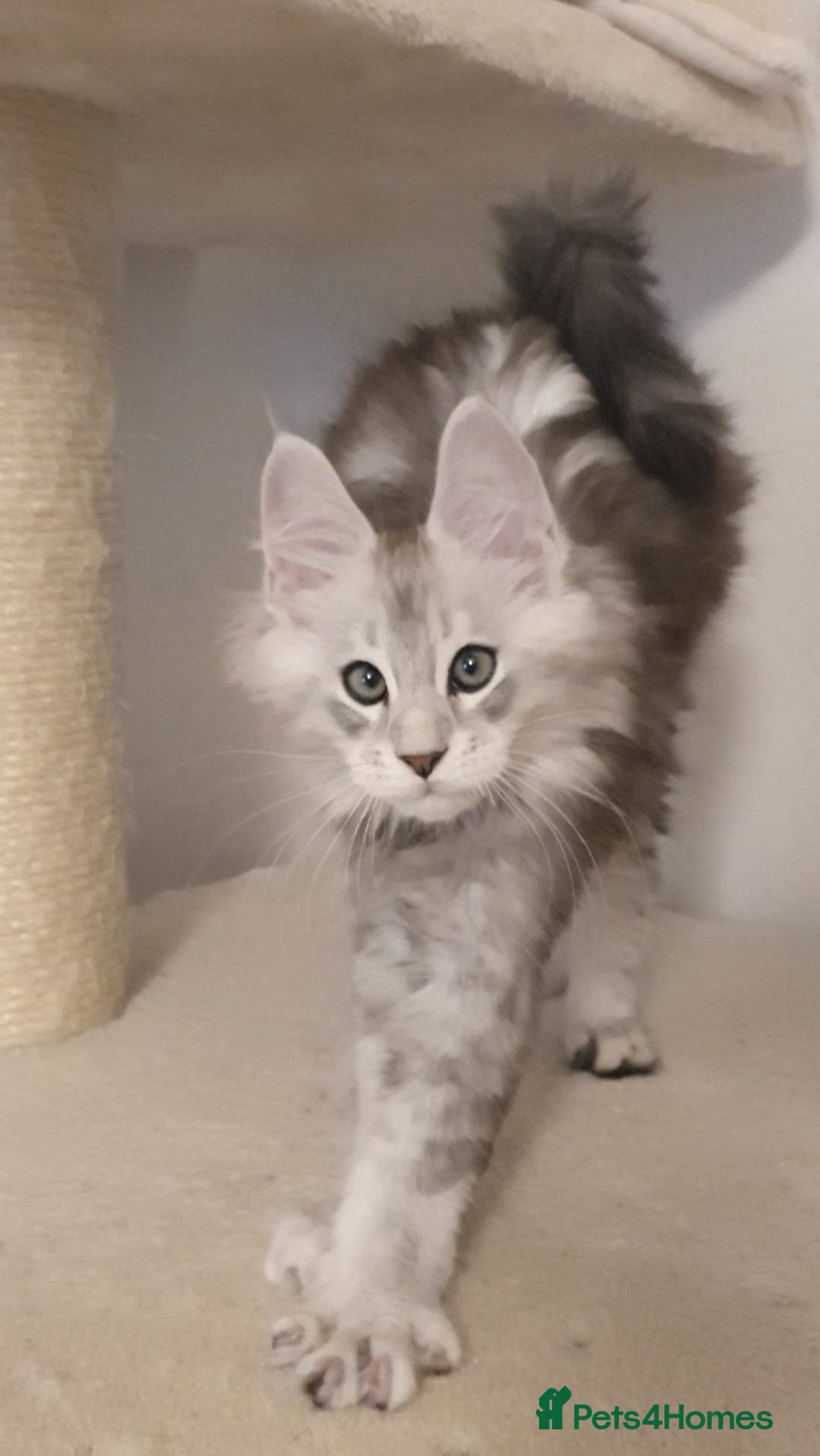 Maine Coon cats for sale: pure maine coon kittens - Image 11