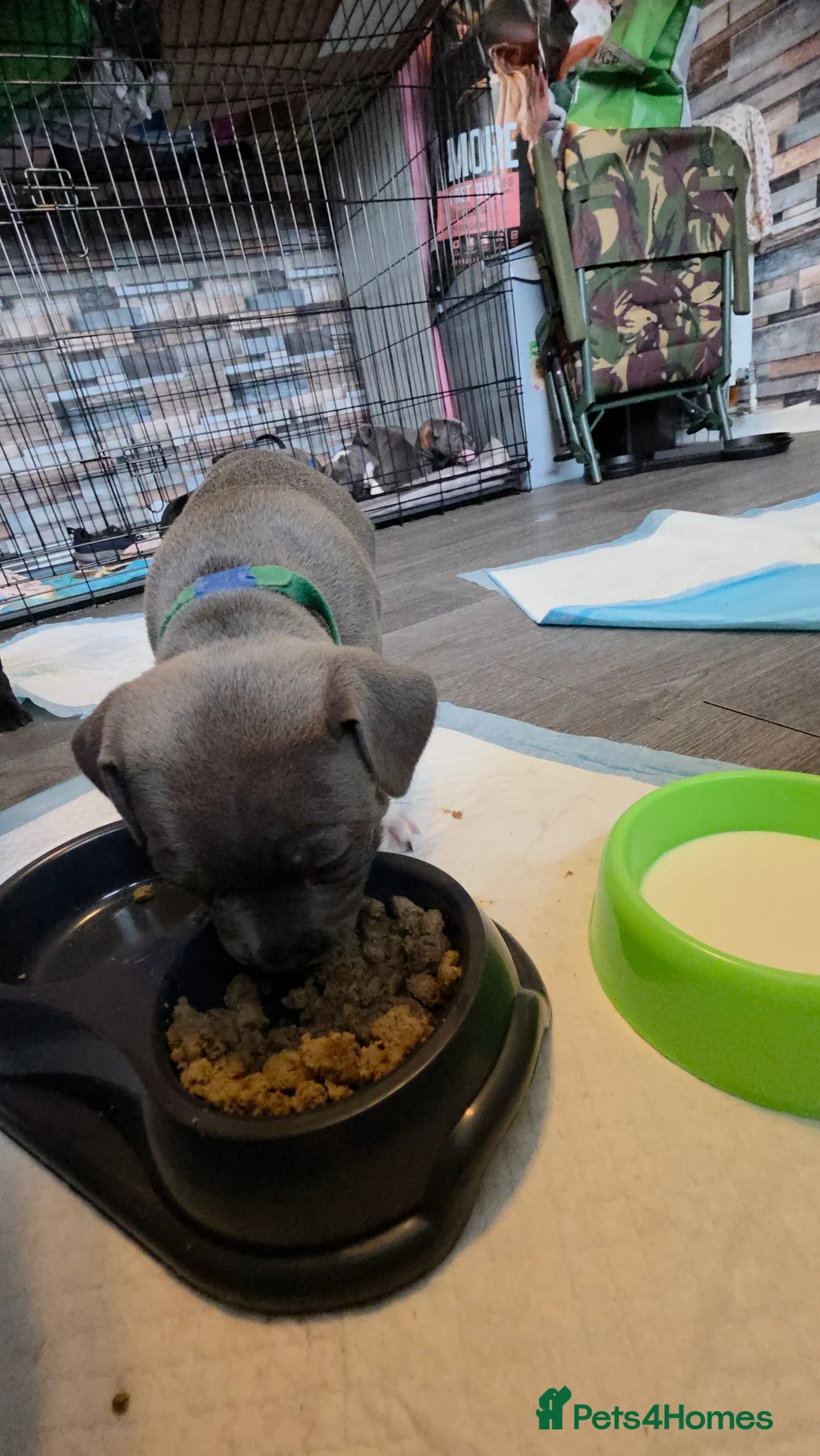 Staffordshire Bull Terrier dogs for sale: Staffordshire bull terrier blues  - Advert 18