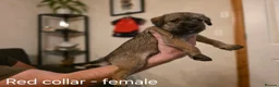 Mixed Breed dogs for sale: Miniature Schnauzer x Border Terrier puppies - Advert 14
