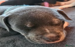 Mixed Breed dogs for sale: American Bulldog Cross Staffy puppies  - Image 7