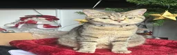 British Shorthair cats for sale: Adult female British Shorthair  - Advert 5