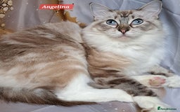 Ragdoll cats for sale: Exceptional bloodlines Ragdolls 💞💞 - Image 16